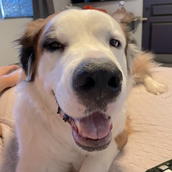 Meet your Posher, Bug! - Picture 2 of 12